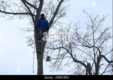 Ein Baumpfleger schneidet einen hohen, trockenen Lindenbaum, ein Job mit hohem Lebensrisiko, ein Mann mit einer Kettensäge schneidet einen Baum. Stockfoto