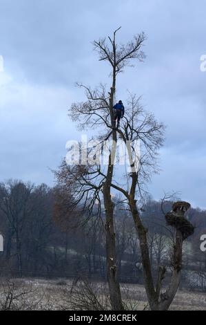 Ein Baumpfleger oder Holzfäller steht auf einem großen Baum, um ihn zu Fällen, ein gefährlicher, trockener und großer Baum, ein Job für einen Baumpfleger. Stockfoto