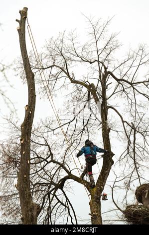 Ein Baumpfleger oder Holzfäller steht auf einem großen Baum, um ihn zu Fällen, ein gefährlicher, trockener und großer Baum, ein Job für einen Baumpfleger. Stockfoto