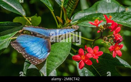 Blue Morpho Butterfly Red Peregrina Flowers Fairchild Garden Coral Gables Florida, auch bekannt als Kaiser Schmetterling Morpho Peleides Stockfoto