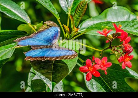 Blue Morpho Butterfly Red Peregrina Flowers Fairchild Garden Coral Gables Florida, auch bekannt als Kaiser Schmetterling Morpho Peleides Stockfoto