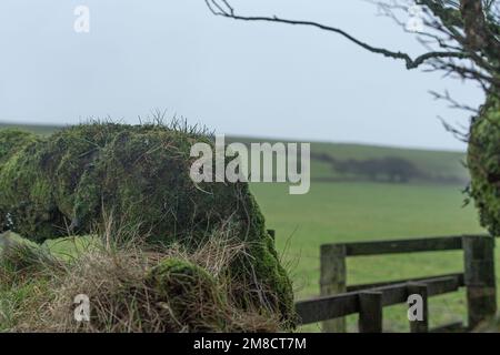 Tor in alter Hecke, Exmoor-Nationalpark, Großbritannien Stockfoto