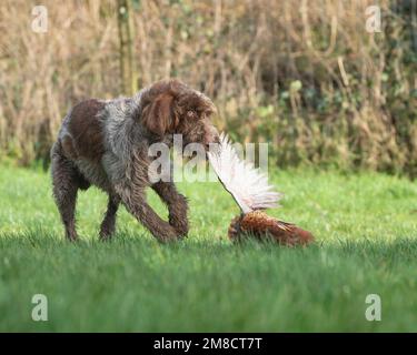 Italienischer Spinone versucht, den Fasan am Flügel aufzufangen Stockfoto