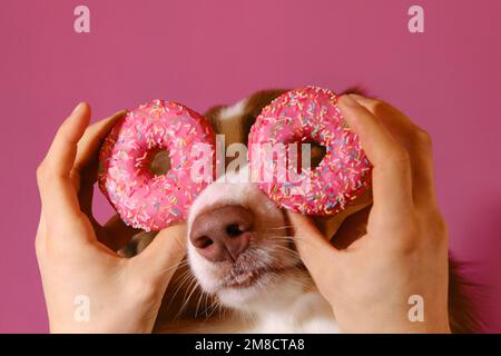 Porträt eines braunen australischen Hirten auf pinkfarbenem Studiohintergrund mit zwei süßen Donuts. Menschliche Hände halten Brötchen in Glasur nahe dem Gesicht des Hundes. Schädliches Fett Stockfoto