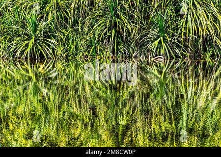 Pandanus Green Leaves Lake Reflectioin Fairchild Tropical Botanic Garden Coral Gables Florida Stockfoto