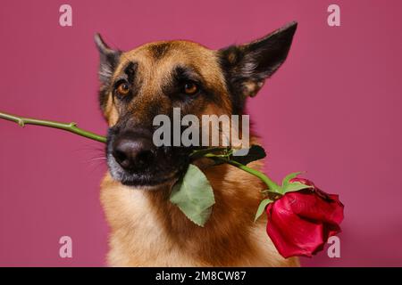 Konzept des Valentinstages. Isoliert auf pinkfarbenem Hintergrund. Der Schäferhund hält eine schöne rote Rose im Mund. Gentleman Dog mit Blumen gratulieren Stockfoto