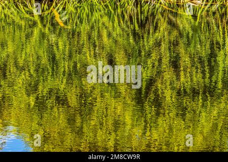 Pandanus Green Leaves Lake Reflectioin Abstract Fairchild Tropical Botanic Garden Coral Gables Florida Stockfoto