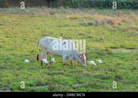 Rinderreiher fressen Insekten, während die Kuh auf dem Feld grast. Stockfoto