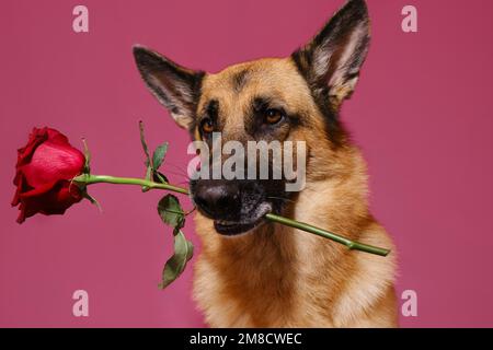 Konzept des Valentinstages. Isoliert auf pinkfarbenem Hintergrund. Der Schäferhund hält eine schöne rote Rose im Mund. Gentleman Dog mit Blumen gratulieren Stockfoto