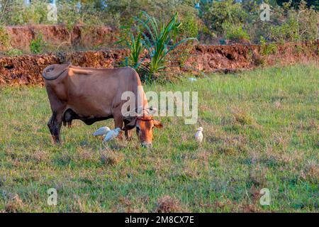 Rinderreiher fressen Insekten, während die Kuh auf dem Feld grast. Stockfoto