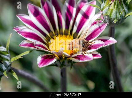 Eine Honigbiene, die aus einer rosa-weiß gestreiften Blume der afrikanischen Daisy krabbelt. Stockfoto