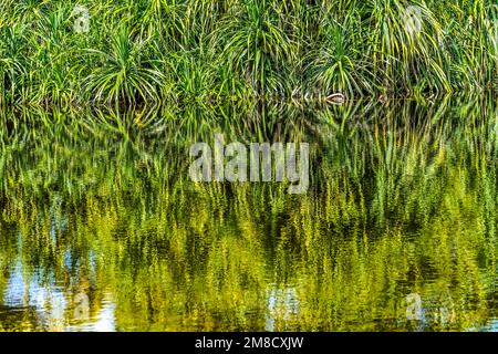 Pandanus Green Leaves Lake Reflectioin Fairchild Tropical Botanic Garden Coral Gables Florida Stockfoto