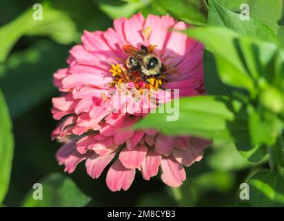 Eine Hummel, die auf einer rosa Zinnia-Blume bestäubt. Stockfoto