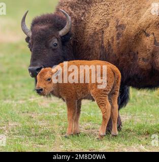 Nahaufnahme des Porträts eines Bison Calf und seiner Mutter, die nahe beieinander stehen. Stockfoto