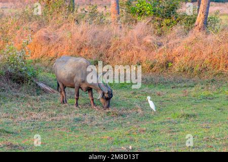 Rinderreiher fressen Insekten, während die Kuh auf dem Feld grast. Stockfoto