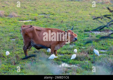 Rinderreiher fressen Insekten, während die Kuh auf dem Feld grast. Stockfoto