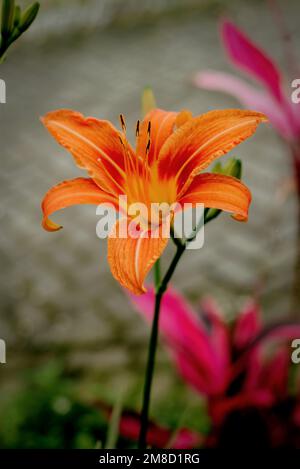 Ein Kurzfilm einer orangenen Tageslilie (Hemerocallis fulva) Stockfoto
