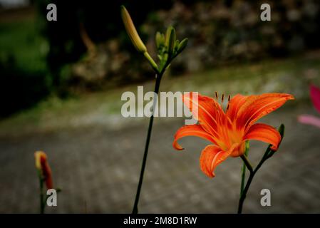 Ein Kurzfilm einer orangenen Tageslilie (Hemerocallis fulva) Stockfoto