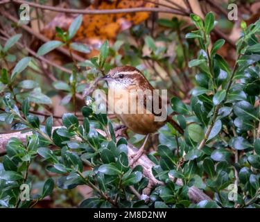 Eine Nahaufnahme eines Carolina Wren (Thryothorus ludovicianus) hoch oben auf einem Ast Stockfoto