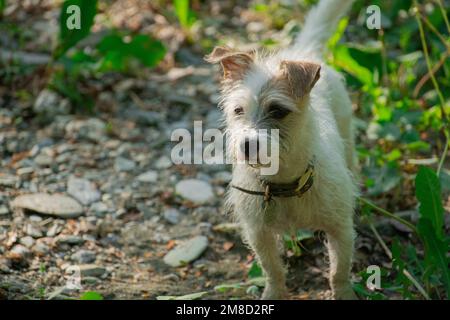 jack russel Terrier, Hündchen, Hund, Jack russel Welpe Stockfoto