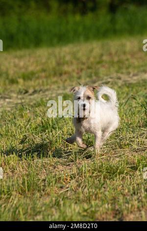 jack russel Terrier, Hündchen, Hund, Jack russel Welpe Stockfoto