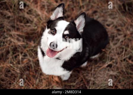 Welsh Corgi Dog ein kleiner Herdhund in einem Park. Schwarz-weiß Corgi sitzt im Gras. Stockfoto