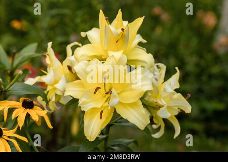 Lily Exotic Sun doppelte gelbe Blumen - OT-Hybrid Stockfoto