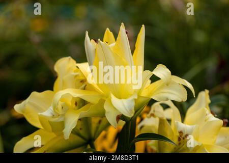 Lily Exotic Sun doppelte gelbe Blumen - OT-Hybrid Stockfoto