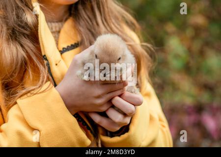 Flauschiger kleiner Fuchskaninchen in Kinderhänden im Herbsthintergrund Stockfoto