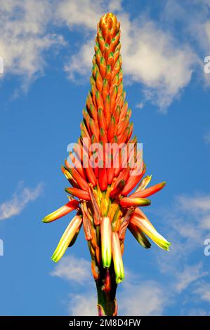 Aloe Arborescens 'Compton' Blütenkopf mit blauem Himmel Stockfoto