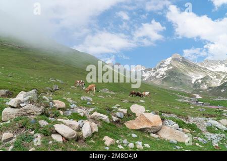 Kühe, die auf einem Berg grasen. Landschaftsblick mit Kühe, die auf grünen Wiesen weiden. Selektiver Fokus Stockfoto