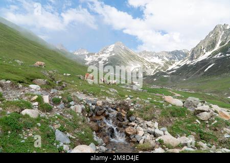 Schöner Panoramablick auf die ländliche Alpenlandschaft mit Kühen, die an einem sonnigen Tag im Frühjahr auf frischen grünen Wiesen auf den schneebedeckten Bergkuppen weiden Stockfoto