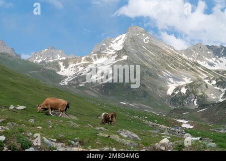 Kühe, die auf einem Berg grasen. Kühe mit Blick auf die Landschaft, die auf frischen grünen Wiesen mit schneebedeckten Berggipfeln weiden Stockfoto