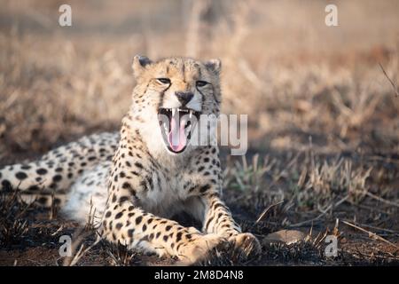 Gepard gähnt beim Aufwachen aus dem Schlaf, während er in Südafrika auf dem Boden liegt. Stockfoto