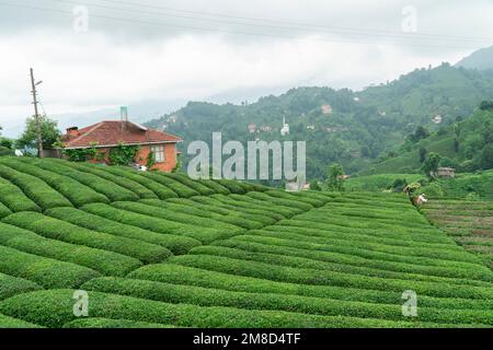 Teeplantagen Landschaft im Sommer. Teegarten in der Provinz Rize, Türkei Stockfoto