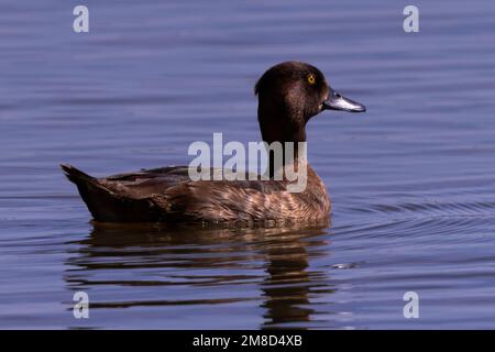 Tufted Duck (Aythya fuligula) bei RSPB Frampton Marshes, Lincolnshire, Großbritannien Stockfoto