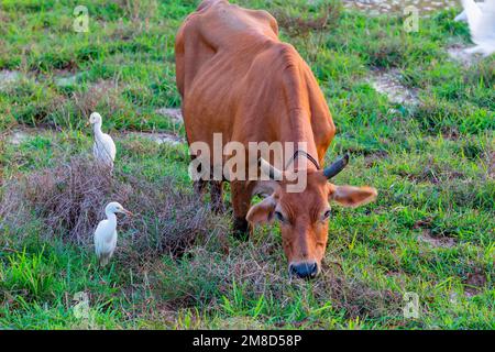 Rinderreiher fressen Insekten, während die Kuh auf dem Feld grast. Stockfoto