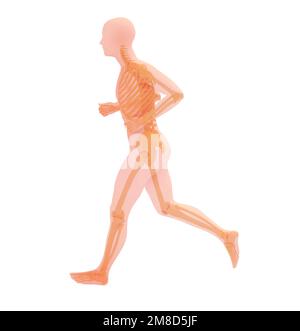 Anatomische 3D-Darstellung eines Laufsportlers. Transparentes Bild der Knochen auf weißem Hintergrund. Stockfoto