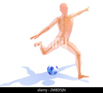 Anatomische 3D-Darstellung eines Fußballspielers mit einem Ball. Transparentes Bild der Knochen auf weißem Hintergrund. Stockfoto