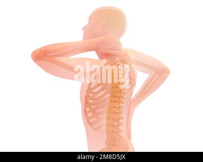 3D Darstellung der Anatomie von Schmerzen im Nacken- und Halsbereich. Transparentes Bild der Knochen auf weißem Hintergrund. Stockfoto