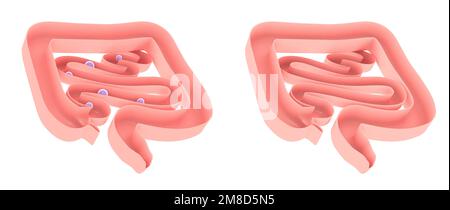 Anatomische 3D-Darstellung des Verdauungssystems mit Gasen im Dickdarm und Dünndarm. Draufsicht auf dem Boden, natürliche Farben. Stockfoto