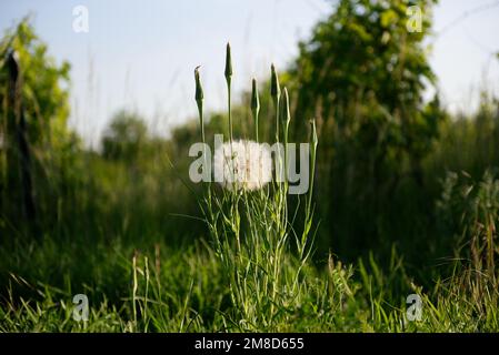 Ein weißer flauschiger Löwenzahn, der auf einer grasbedeckten Landschaft wächst Stockfoto