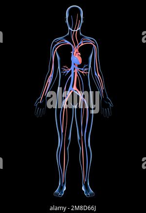 Anatomische 3D-Darstellung des menschlichen Kreislaufsystems. Transparentes Bild von Glas auf schwarzem Hintergrund. Stockfoto