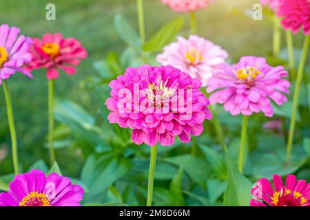 Leuchtend pinkfarbene frische Zinnia Dahlia Blumen auf grünem Laubhintergrund im Sommer im Garten aus der Nähe. Stockfoto