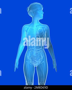Transparente 3D-Darstellung der weiblichen Anatomie. Blaues Bild innerer Organe und Knochen auf blauem Hintergrund. Stockfoto