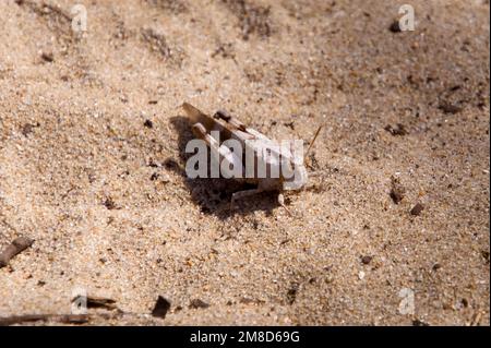 Wüstengrashüpfer (Calliptamus barbarus) im Sand, Pays-de-Monts National Forest, nahe Saint Jean de Monts Stockfoto