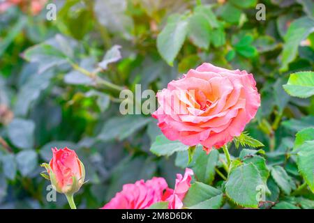 Weiche, frische, hellrosa Rose auf hellgrünem Laubhintergrund im Garten im Frühling an einem sonnigen Tag. Stockfoto