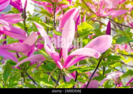 Hellrosa Magnolia Susan liliiflora blüht im Frühling mit grünen Blättern im Garten. Stockfoto