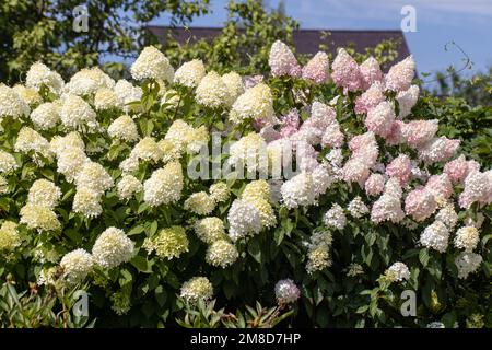 Hortensia paniculata Vanille Fraise auf einem Stamm Stockfoto