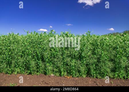 pea-Pflanzen während der Blüte mit weißen Blütenblättern, einem landwirtschaftlichen Feld, auf dem grüne Erbsen wachsen Stockfoto